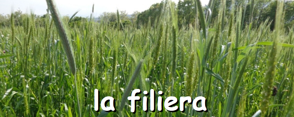 La filiera